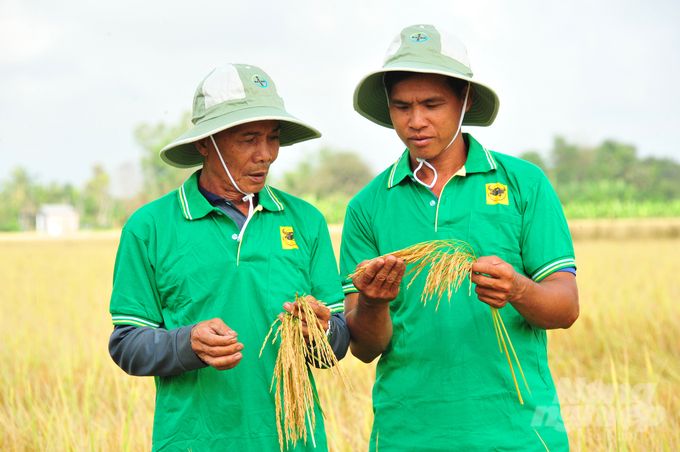 Lúa phát thải thấp, lợi nhuận cao