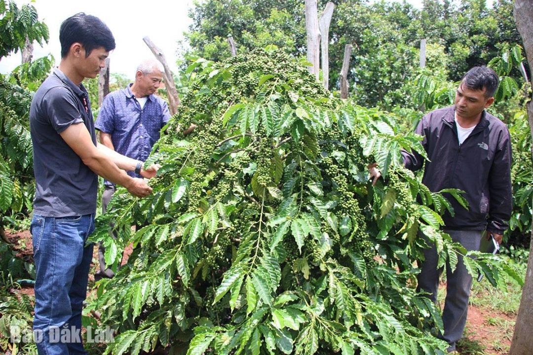 Giá cà phê tiếp tục lên đỉnh lịch sử, mới hơn 2 tháng Việt Nam đã thu được hơn 1,1 tỷ USD