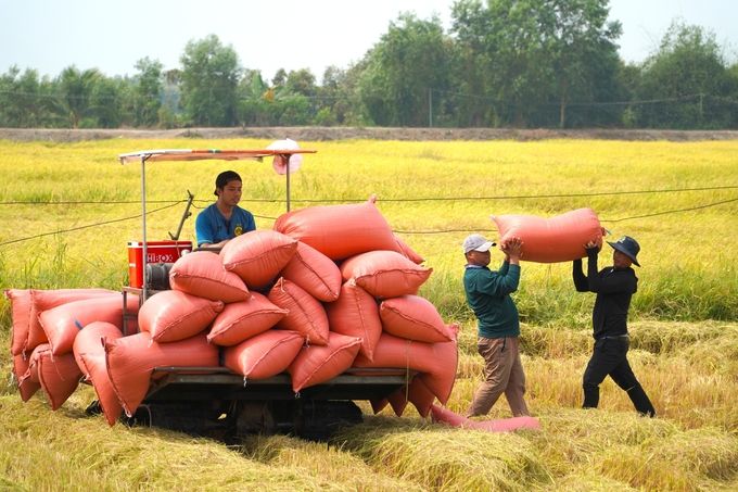 Ổn định giá lúa: Liên kết doanh nghiệp - nông dân cần 'thực chất'