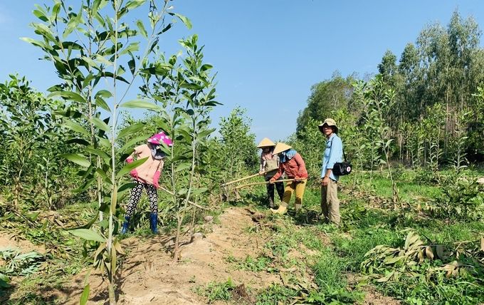 Công ty Lâm nghiệp Bình Thuận đạt doanh thu gần 80 tỷ đồng