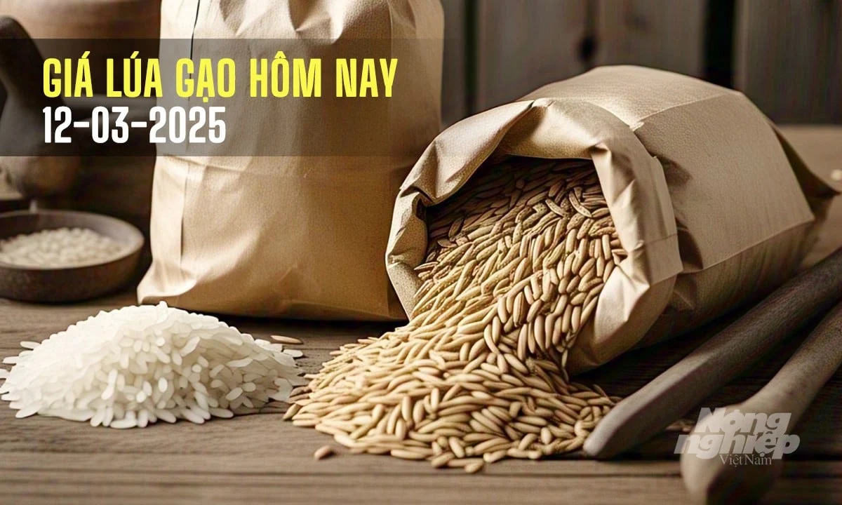 Giá lúa gạo hôm nay 12/3/2025: Thị trường nhích nhẹ