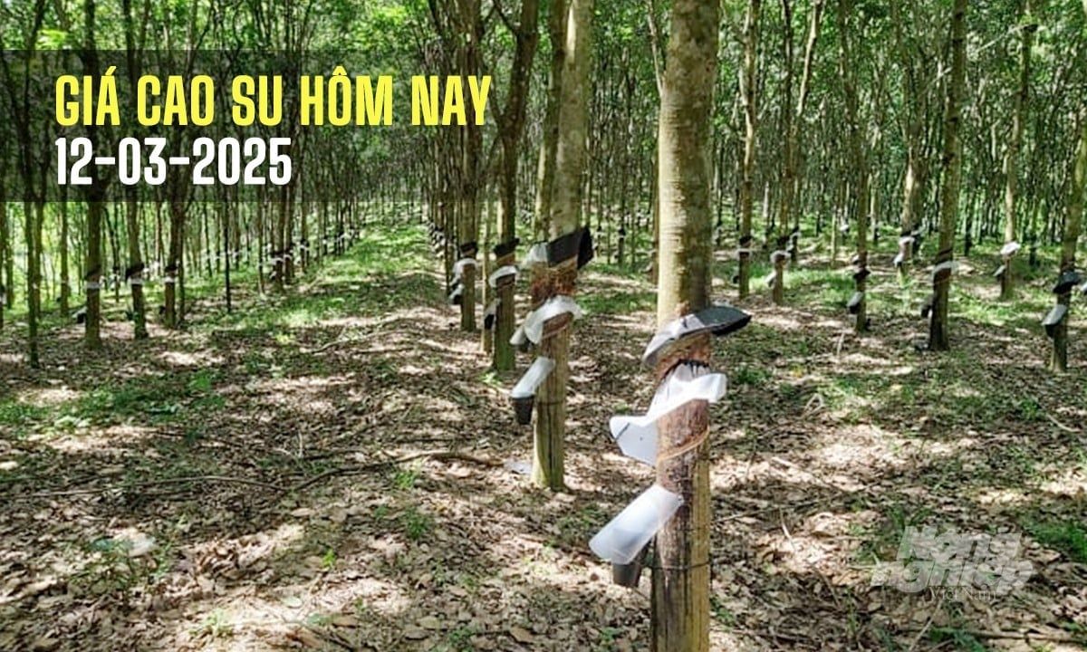 Giá cao su hôm nay 12/3/2025: Tiếp tục đà tăng