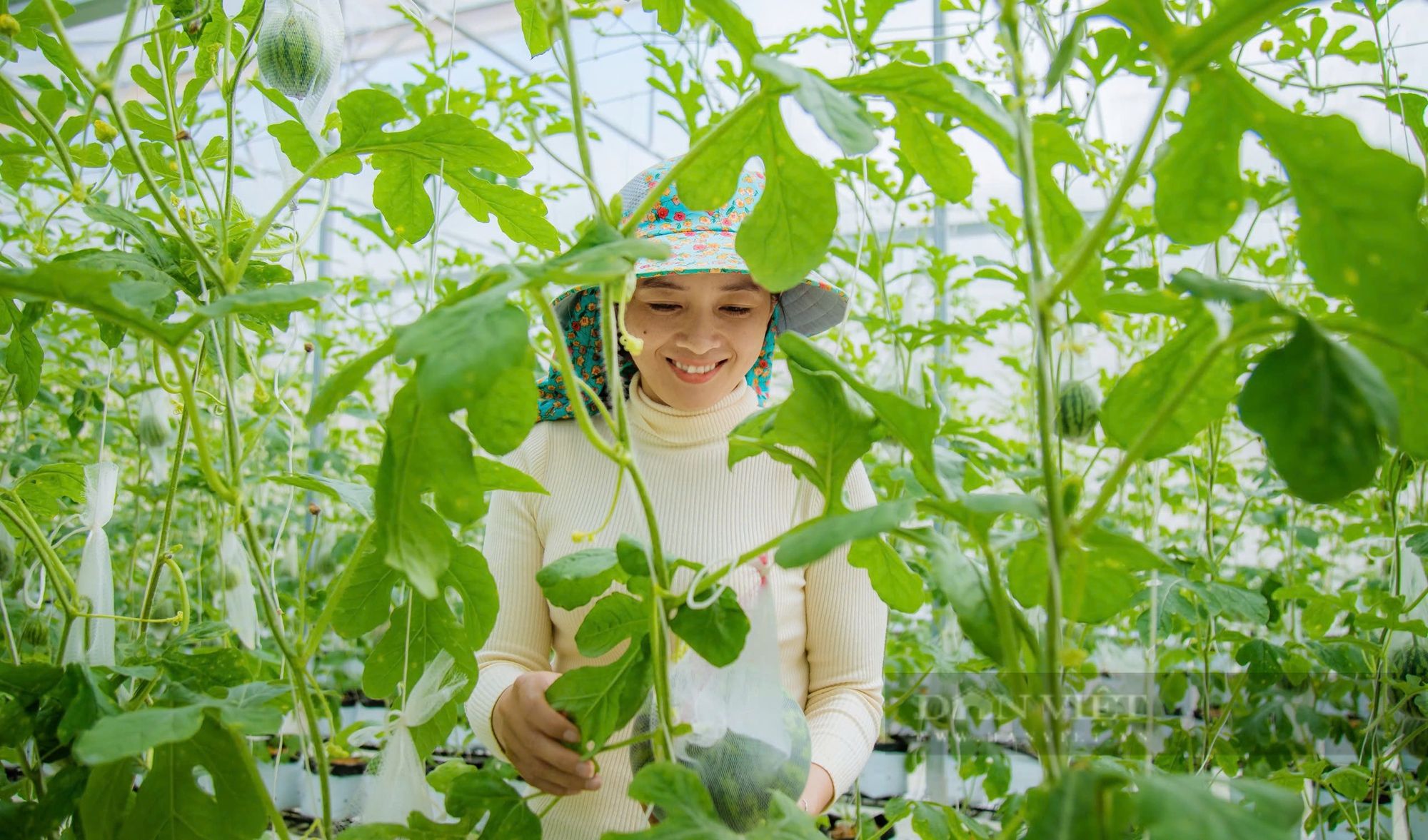 Mô hình tỷ phú Đắk Nông, doanh thu hàng tỷ đồng từ trồng một thứ cây lấy lá nuôi một loại con vật