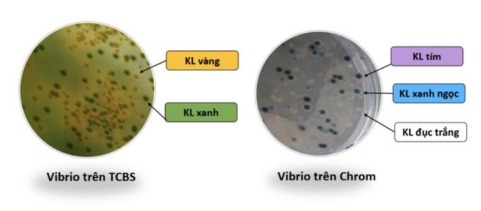 Vitro sát trùng phổ rộng giúp kiểm soát ao nuôi tôm