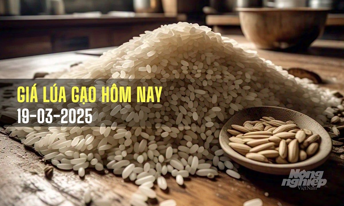 Giá lúa gạo hôm nay 19/3/2025: Giá gạo xuất khẩu tăng