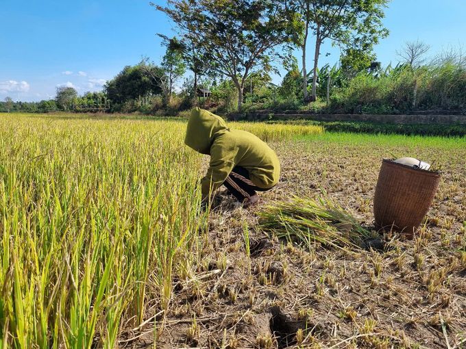 Hàng trăm ha lúa khô hạn, nhiều diện tích mất trắng