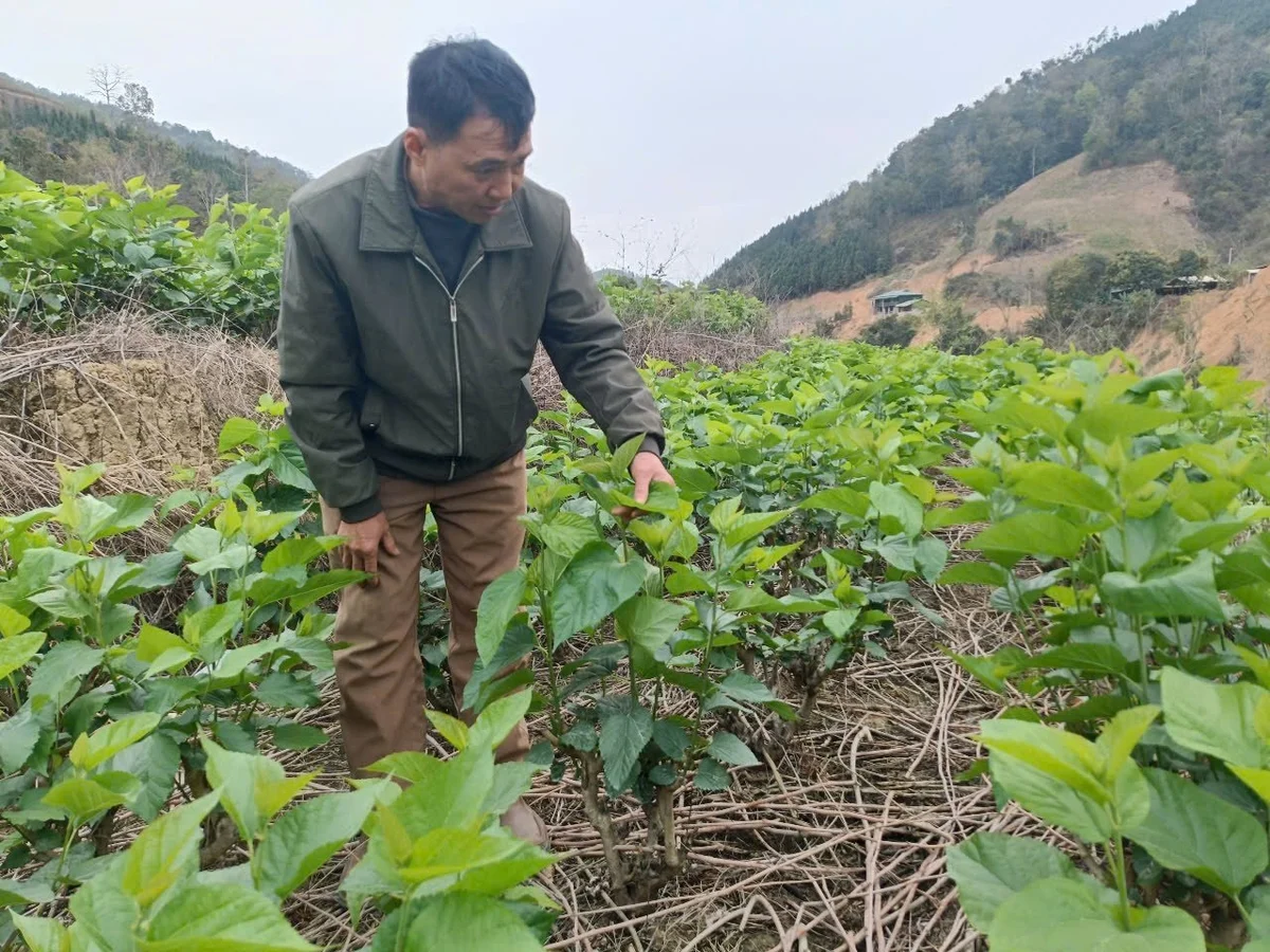 Tương lai sáng dâu tằm tơ miền núi phía Bắc [Bài 2]: Tiềm năng thành vùng sản xuất lớn