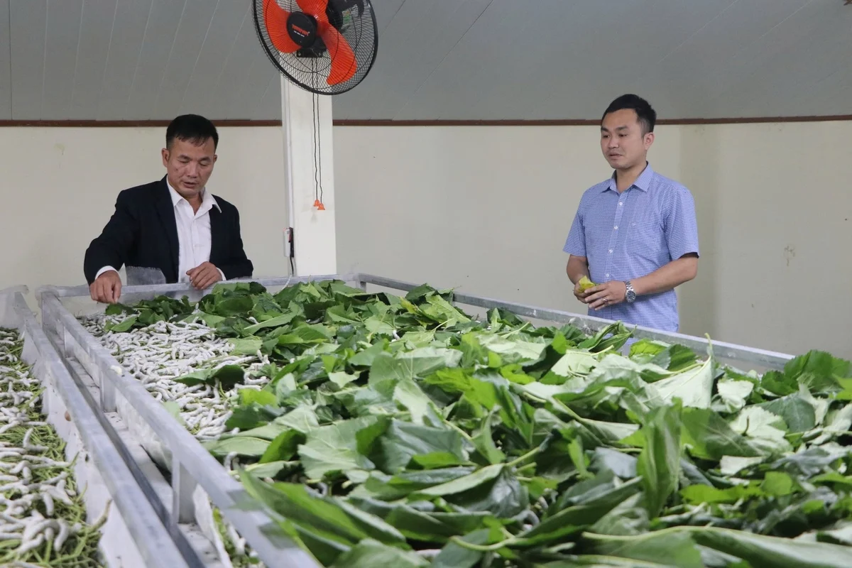 Tương lai sáng dâu tằm tơ miền núi phía Bắc [Bài 3]: Hồi sinh sau thiên tai