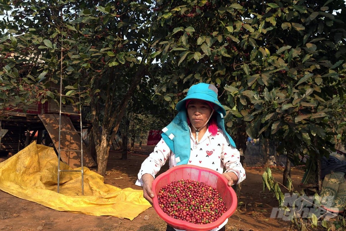 Giá cà phê mít cán mốc 23 nghìn đồng/kg, cao chưa từng thấy