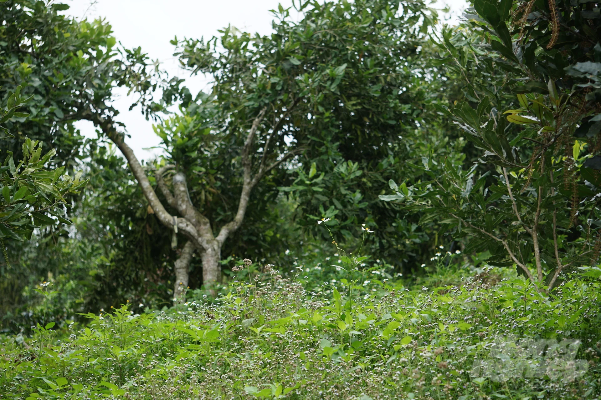 Trồng mắc ca, vừa có tiền, vừa có rừng