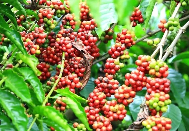 Giá cà phê hôm nay 1/4/2025: Cà phê robusta giảm mạnh