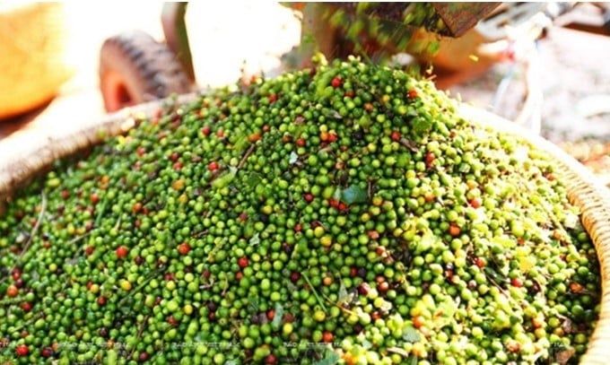 Giá tiêu hôm nay 1/4/2025: Thị trường trong nước giảm nhẹ