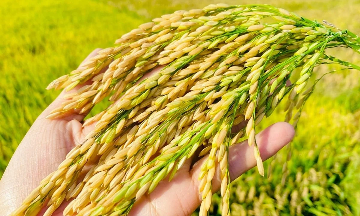 Giá lúa gạo hôm nay 1/4/2025: Gạo tăng giá nhẹ