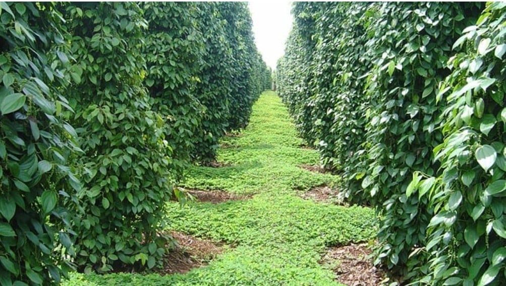 Giá tiêu hôm nay 6/4/2025: Tăng mạnh trở lại