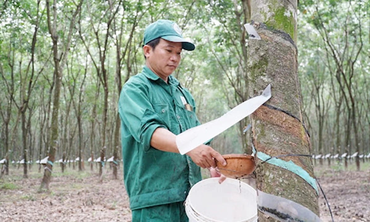 Giá cao su hôm nay 7/4/2025: Thị trường ổn định