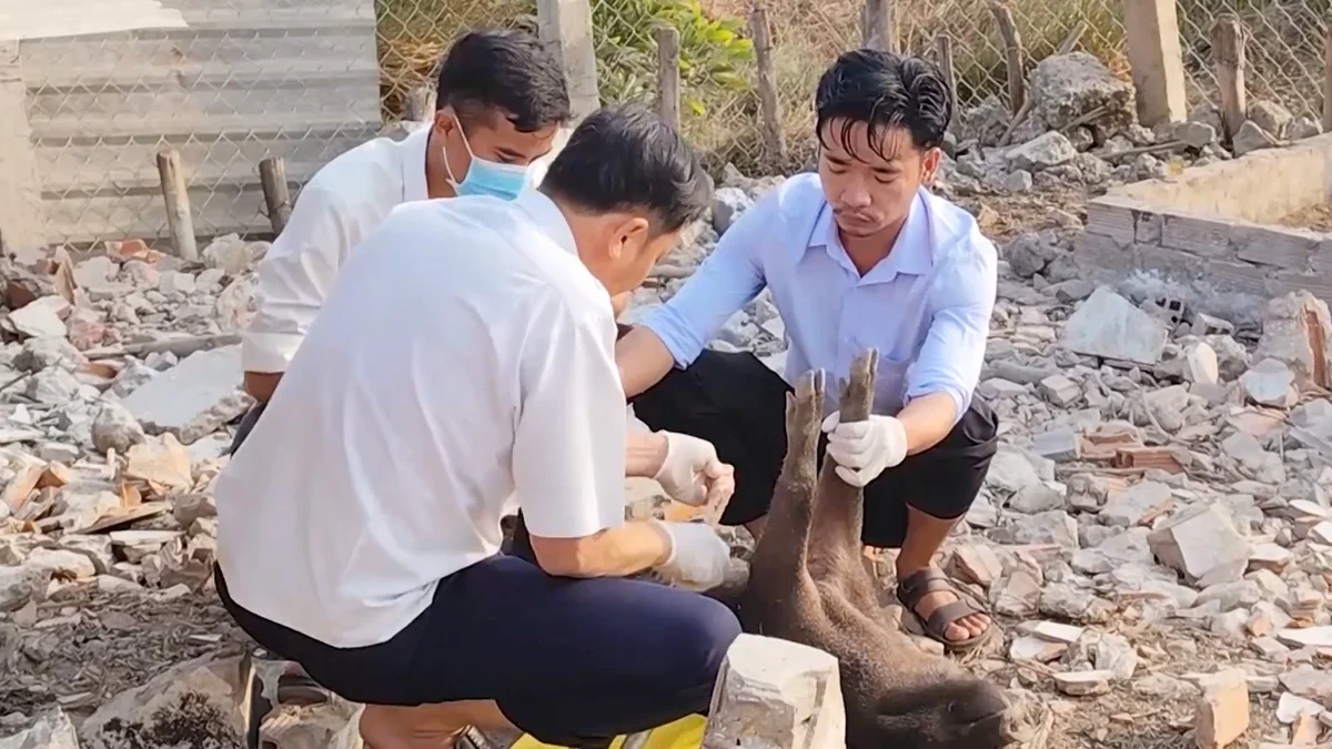 Long An có 16 ổ dịch tả lợn Châu Phi