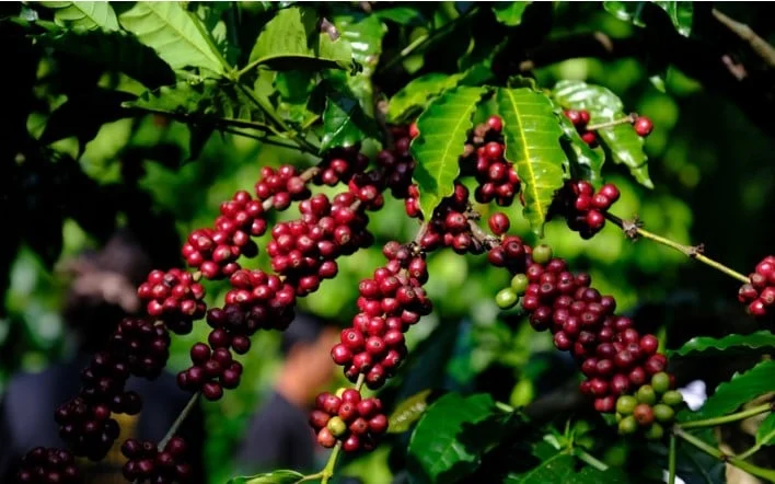 Giá cà phê hôm nay 9/4/2025: Cà phê Robusta có dấu hiệu hồi phục