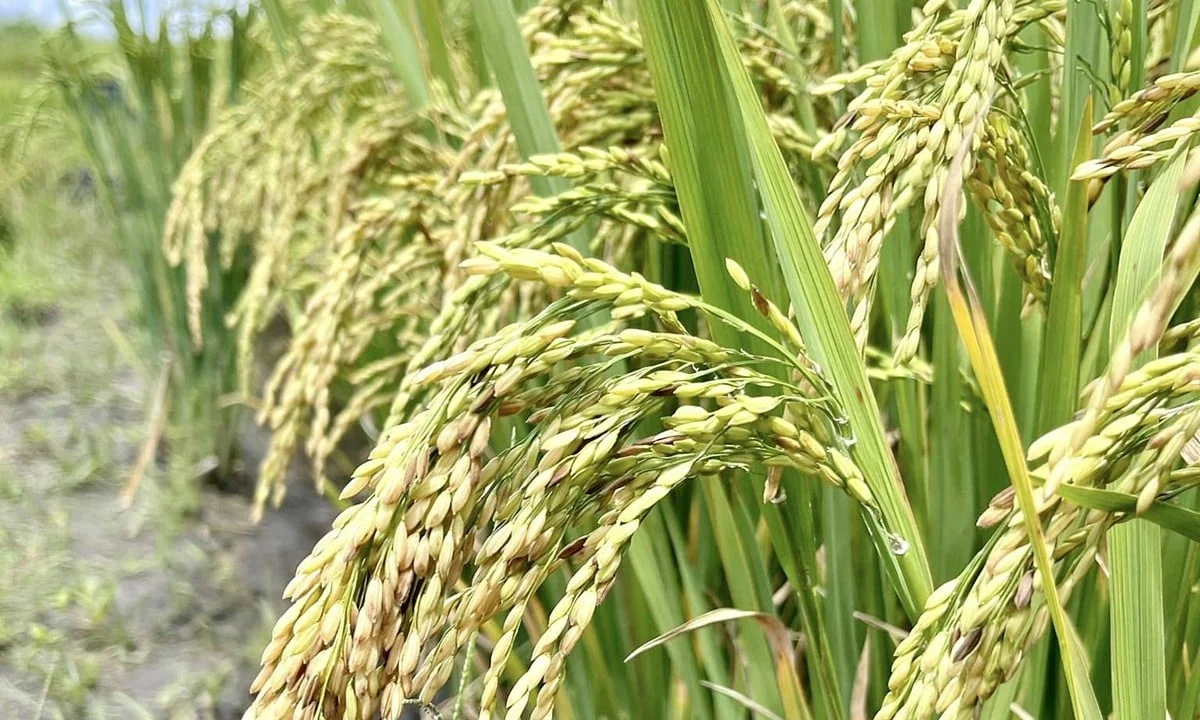 Giá lúa gạo hôm nay 9/4/2025: Gạo nhích nhẹ