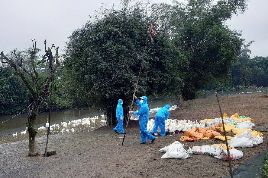 Tiêu hủy hàng nghìn con vịt dương tính virus cúm gia cầm