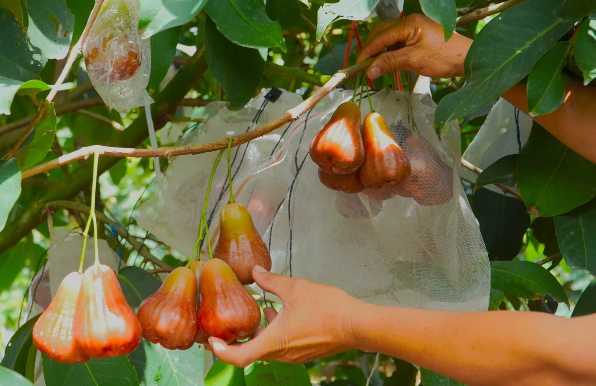 Lãi tiền tỷ nhờ cây mận 'nhà giàu'
