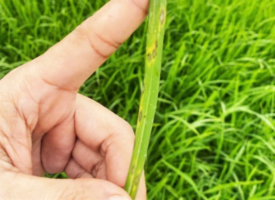 Cảnh giác sâu bệnh hại lúa giai đoạn trước, trong và sau trỗ