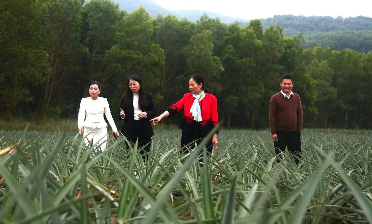 'Vùng đất hứa' của cây dứa