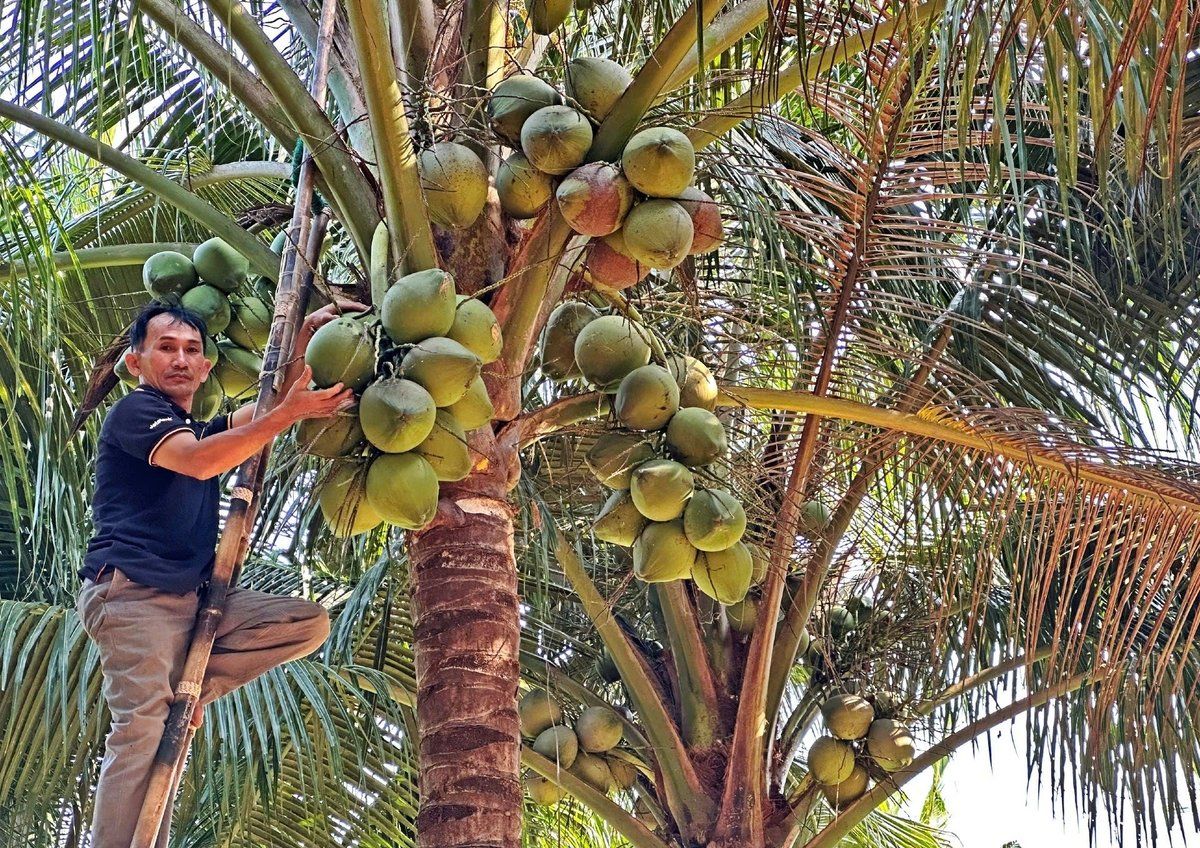 Ngư dân 'giải nghệ', trồng dừa làm giàu