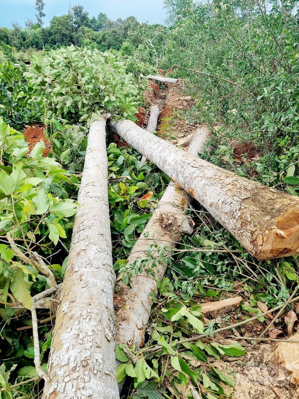 'Cuộc chiến' giữ rừng phòng hộ: [Bài 1] Nhiều diện tích rừng bị ‘xẻ thịt’