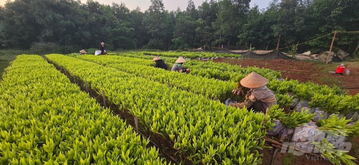 'Cuộc chiến' giữ rừng phòng hộ: [Bài 3] Ứng dụng công nghệ Smart trong tuần tra bảo vệ rừng