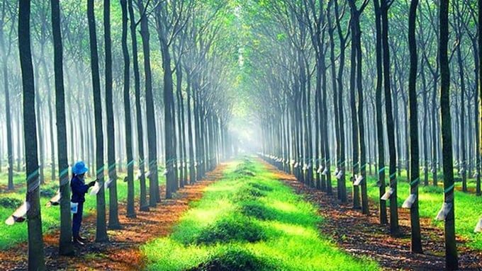 Giá cao su hôm nay 6/5/2025: Thị trường ít biến động