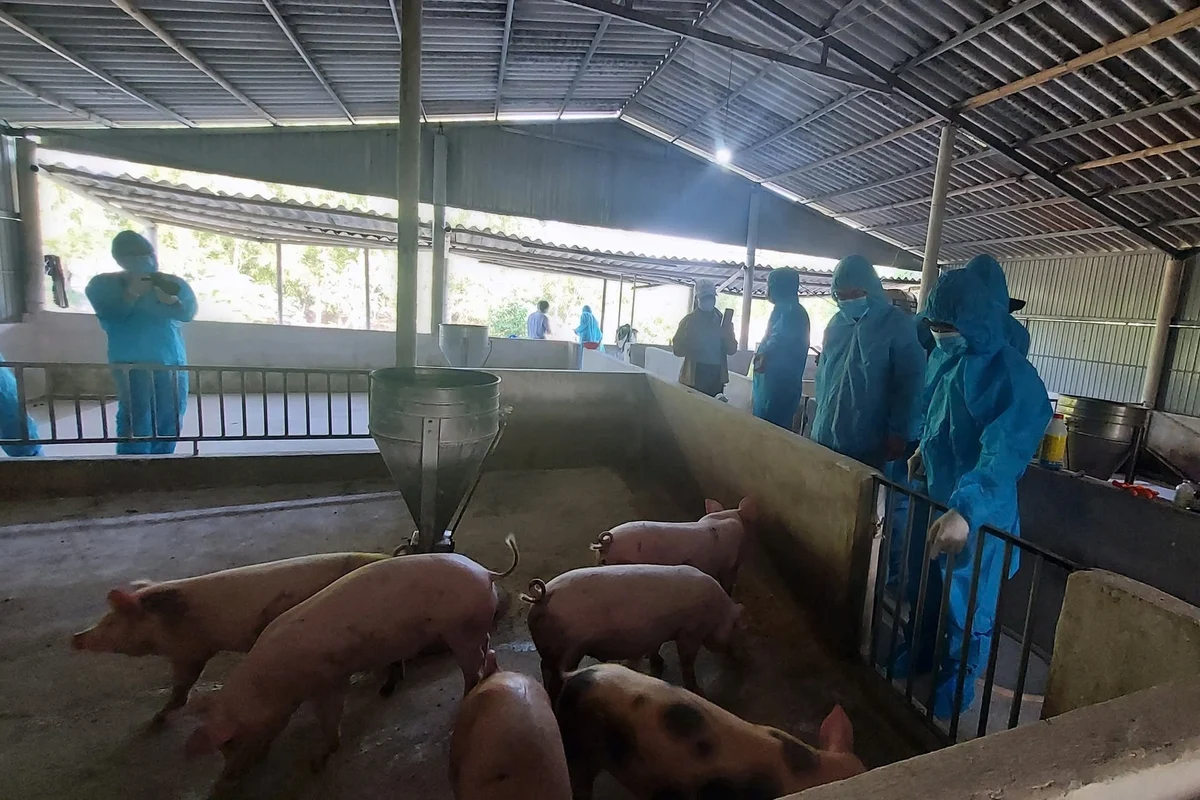 Đầu tư dự án khu chăn nuôi lợn giống và thương phẩm trên 900 tỉ đồng