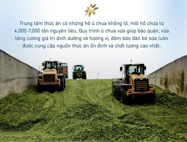 70.000 bò sữa được cho ăn thế nào để mang tới dòng sữa tươi sạch TH true MILK?
