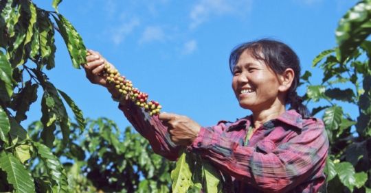 Giá cà phê Robusta Đắk Lắk giảm sót cả ruột, trồng chuối trong vườn cà phê có lợi bất ngờ, vì sao vậy?