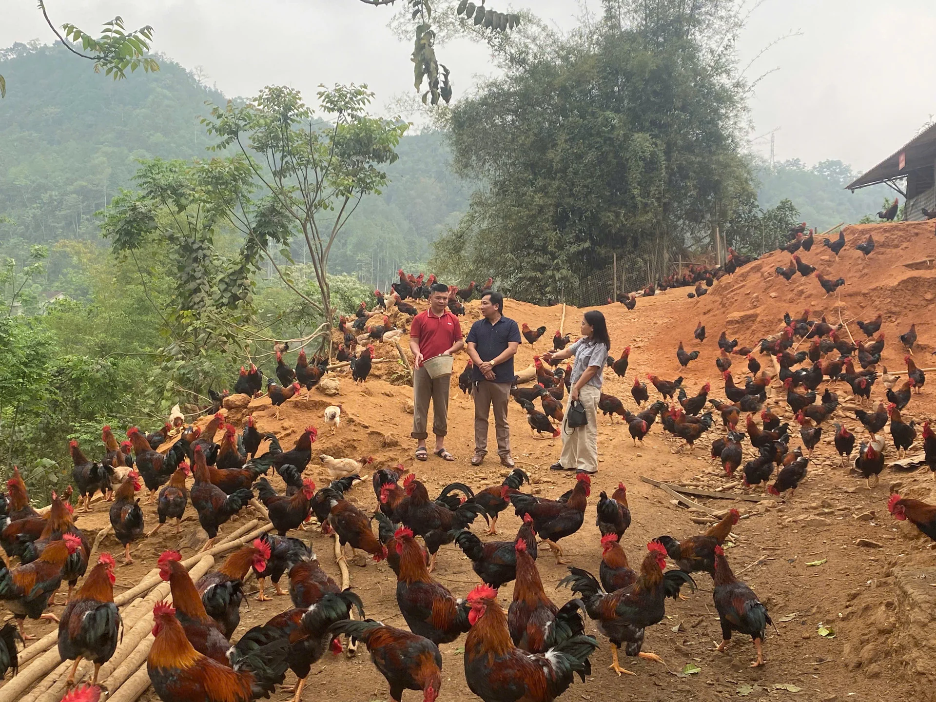 Chi hội, tổ hội nông dân nghề nghiệp, kinh tế tập thể là cánh cửa mở ra khá giả cho nông dân Bắc Kạn