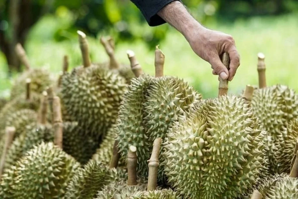 Ngành hàng sầu riêng Thái Lan đang lao đao