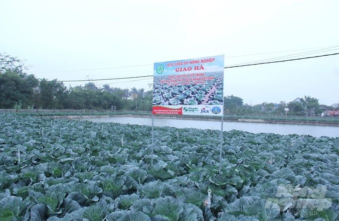 Bắp cải trồng theo kiểu Nhật Bản, nông dân không phải lo đầu ra
