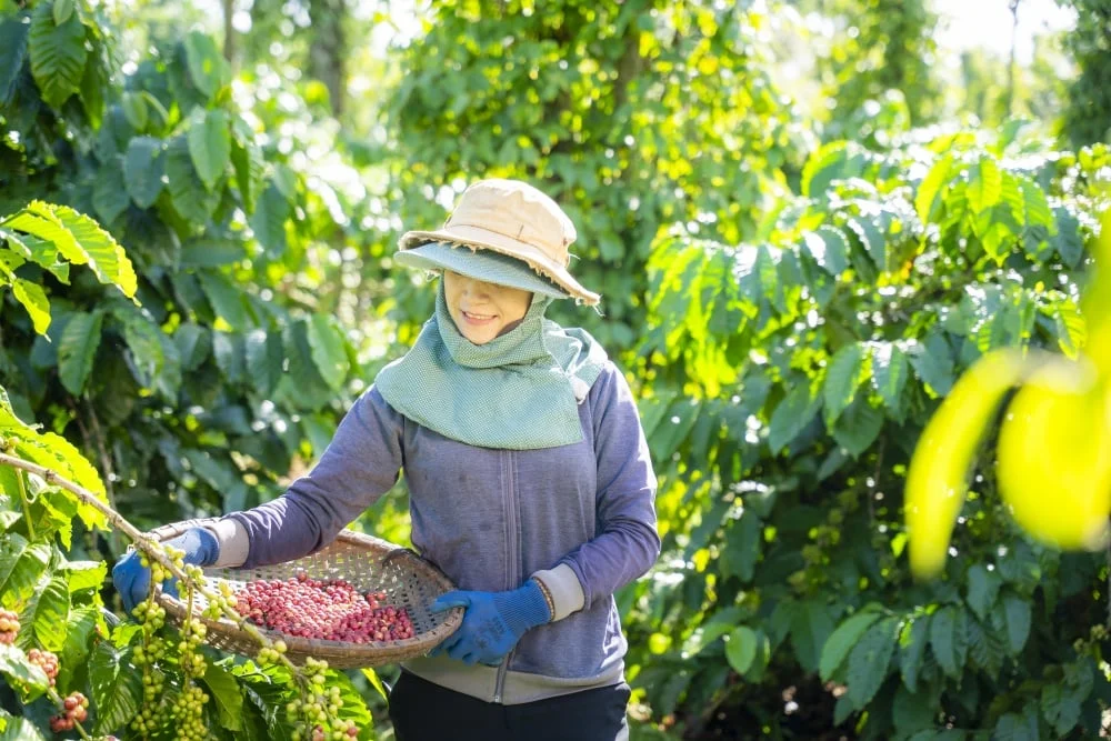 Giá cà phê lập đỉnh, doanh nghiệp đua nhau mở nhà máy chế biến