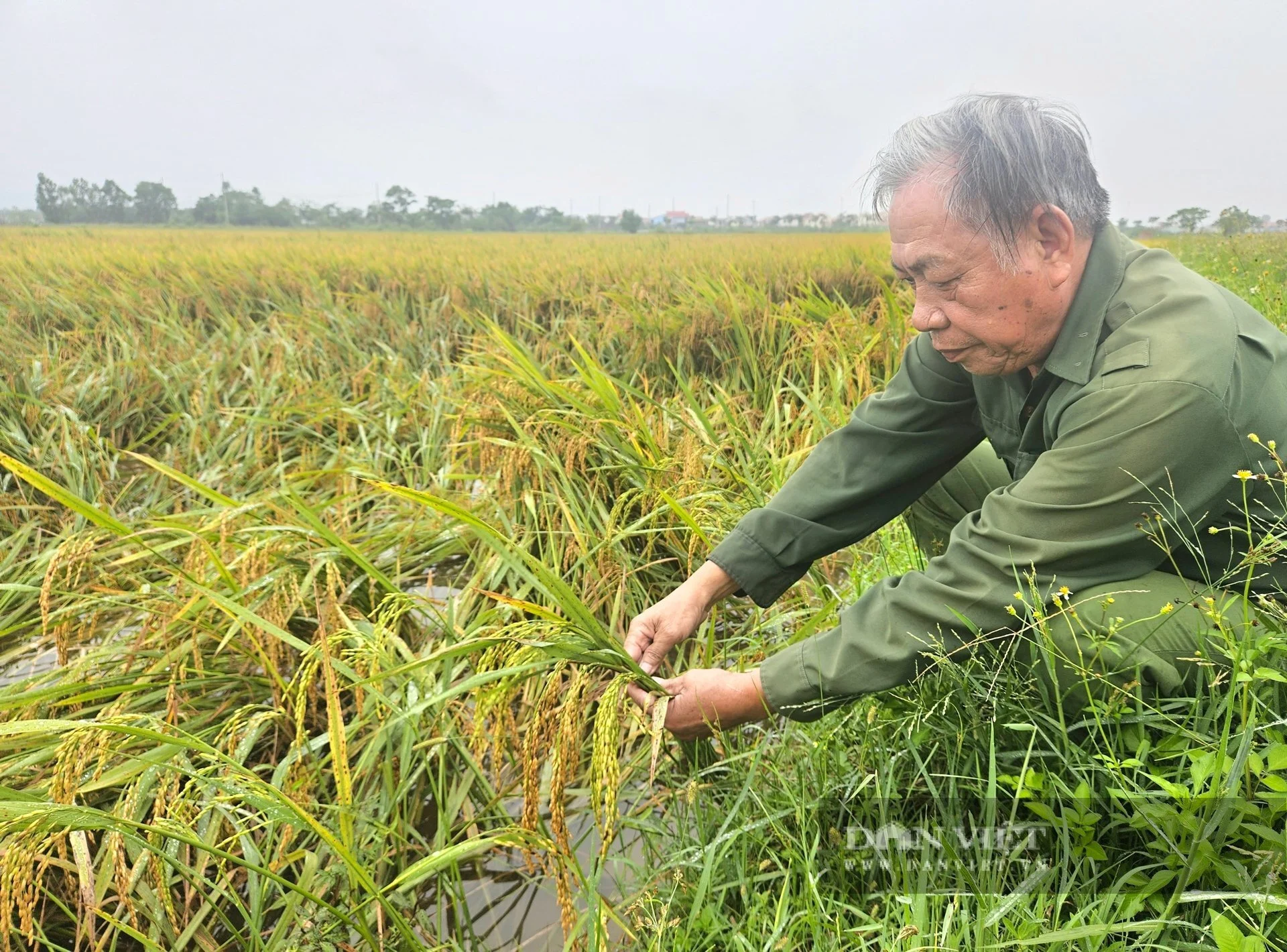 Đến khổ ở Quảng Bình, đồng lúa chín vàng no hạt gặp mưa lớn nằm sóng soài hết cả, dân bì bỏm bó dựng lên