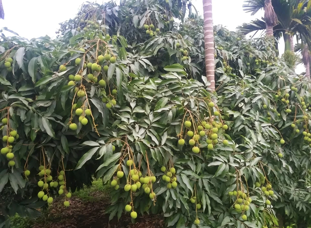Vải chín sớm Phương Nam giảm diện tích nhưng sản lượng tăng