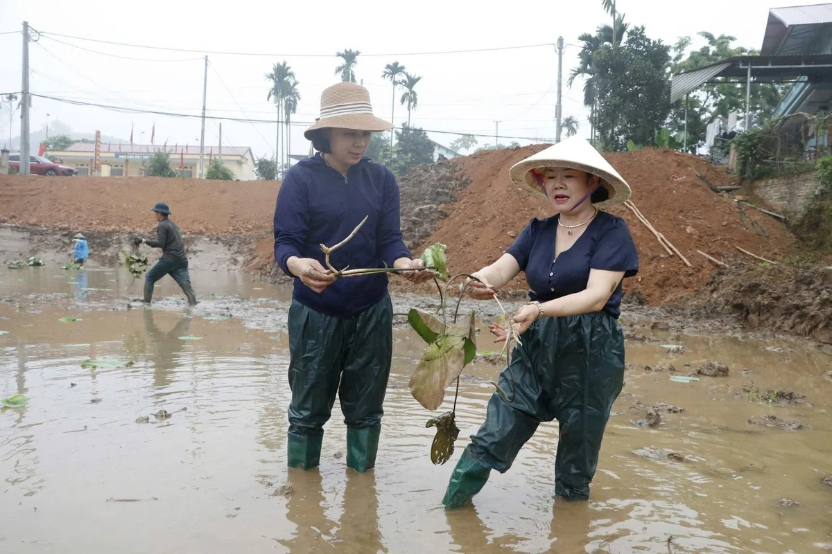 Trấn Yên trồng các giống sen mới để phát triển du lịch