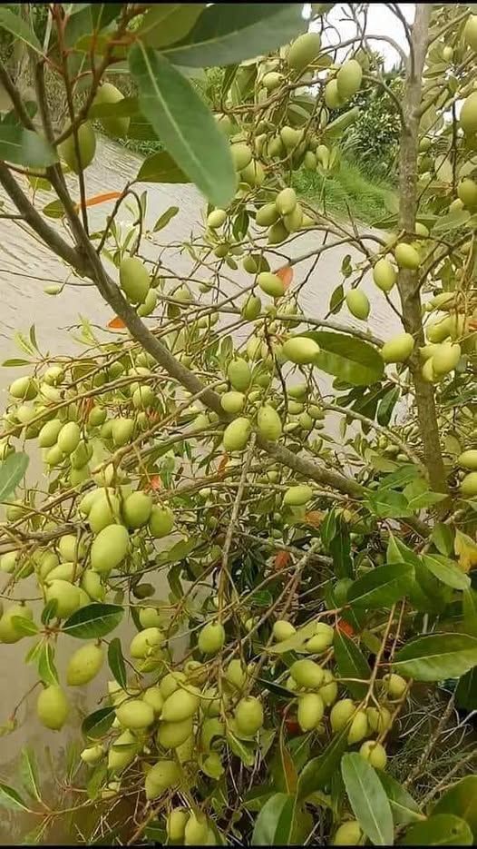 Miền Tây hương vị, một loại quả dại xưa tha la mặt nước, tiện tay vặt ăn vui mồm, hay hóa thành đặc sản lạ miệng