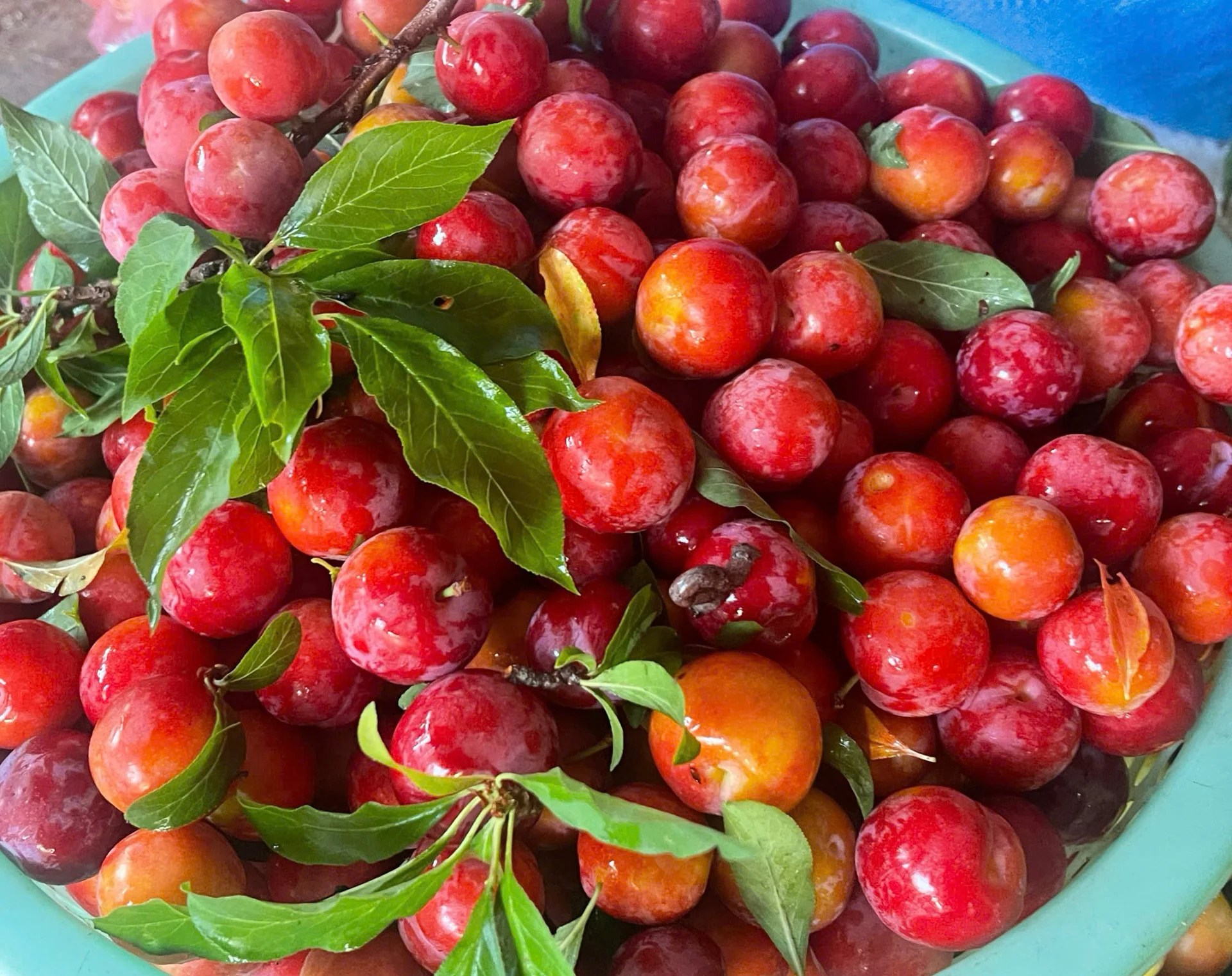 Rộn ràng vào vụ thu hoạch mận tam hoa