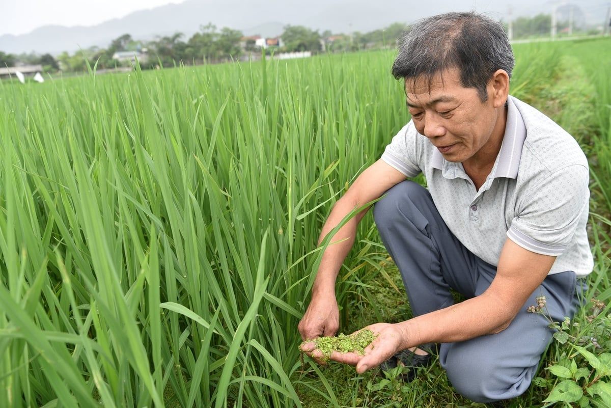 Giữ nguồn gen cây bản địa Về vùng nếp Quạ đen 200 ha dùng vôi bột diệt ốc bươu vàng