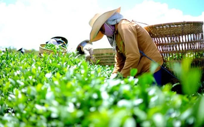 Chè tăng tốc vào thị trường Hoa Kỳ