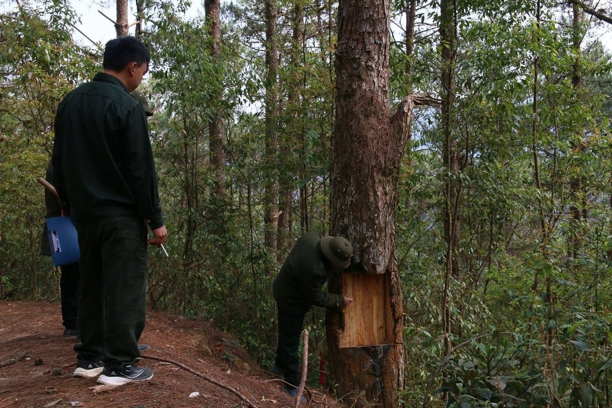 Để những cánh rừng thông không còn ‘rỉ máu’