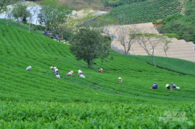 Khoa học công nghệ - chìa khóa mở con đường mới cho ngành chè