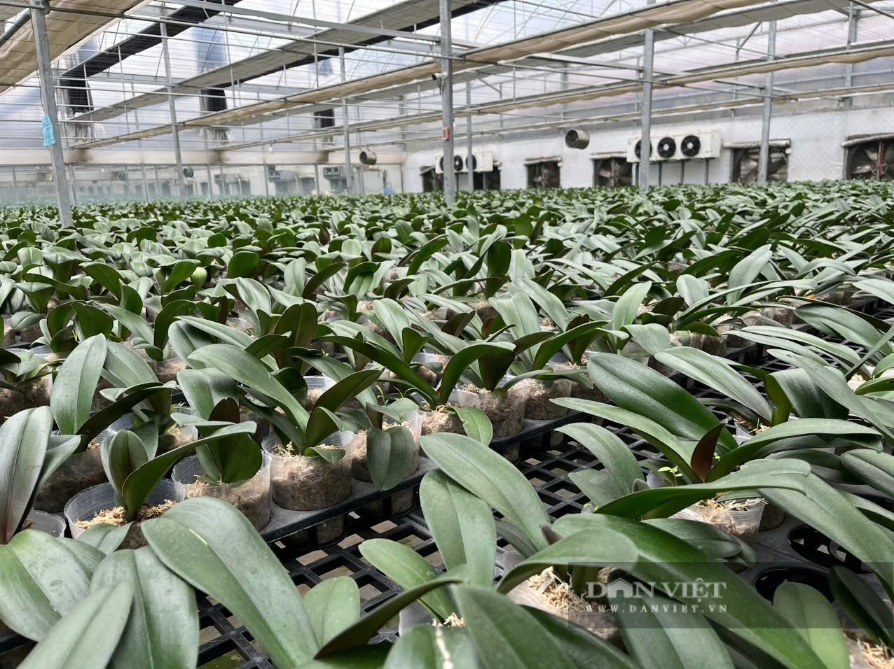 Ứng dụng công nghệ cao, chị nông dân Hà Nội bắt loài hoa quý tộc 