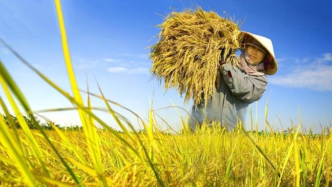 Giá lúa gạo hôm nay 15/5/2025: Thị trường biến động nhẹ