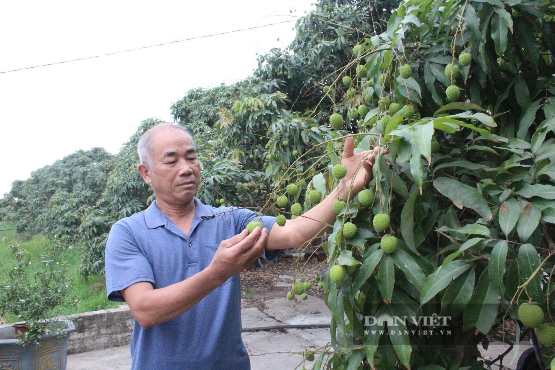 Trồng cây đặc sản ra quả ngon chín sớm, một ông nông dân Quảng Ninh bẻ hàng tấn, bán hết veo