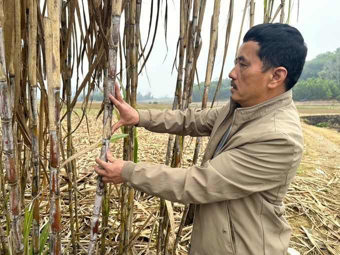 Khởi sắc mía đường: [Bài 4] Vùng biên viễn thay da đổi thịt nhờ cây mía